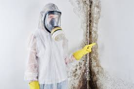 Trusted Murphys, CA Mold Removal Experts